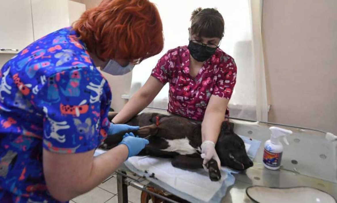 Los veterinarios paran el miércoles