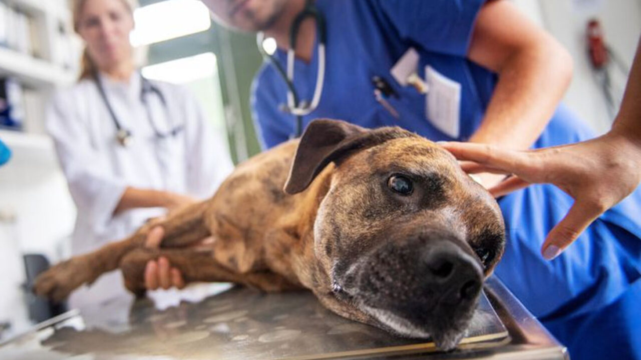 Los veterinarios de la provincia harán una jornada de reflexión