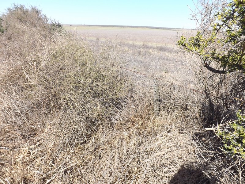 INTA advirtió que frente a las sequias de Patagones y Villarino, al sur de la provincia, la erosión de los suelos podría significar un riesgo de incendios en el verano.