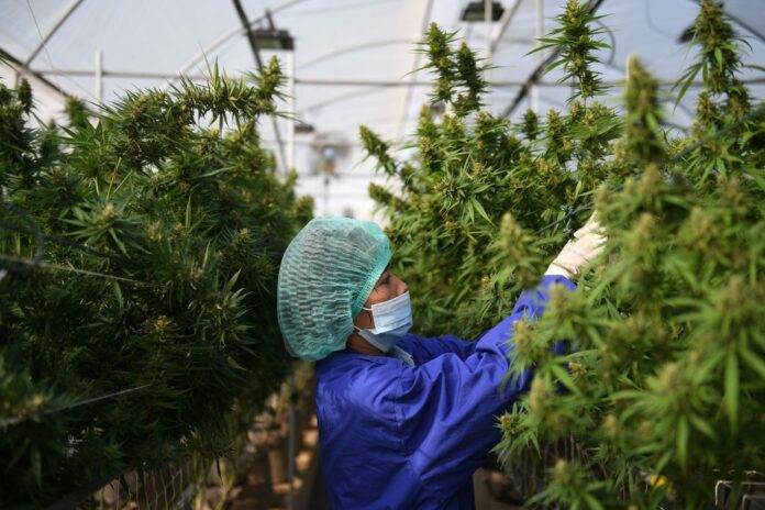 El proyecto de cannabis medicinal tiene media sanción del Senado nacional.