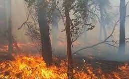 El incendio en el Parque Pereyra Iraola comenzó el domingo y devoró cerca de 150 hectáreas fue contenido por más de 20 dotaciones de bomberos. El incendio en el Parque Pereyra Iraola comenzó el domingo y devoró cerca de 150 hectáreas fue contenido por más de 20 dotaciones de bomberos.