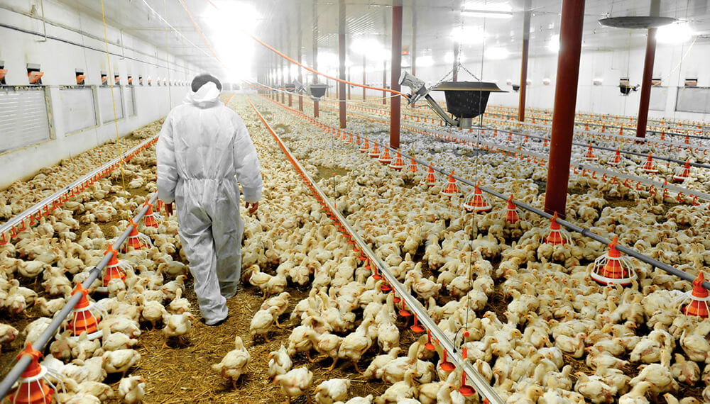 productores avícolas