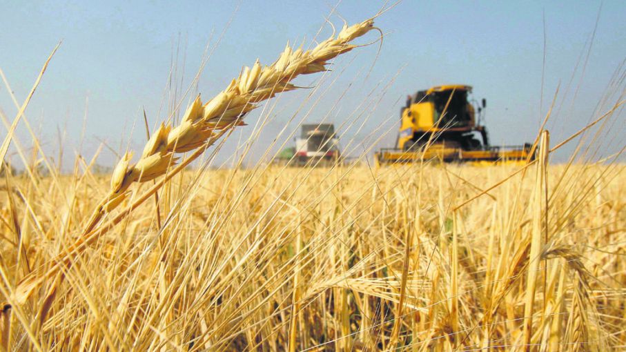 La producción bonaerense de trigo en los últimos dos años representó el 43,8% de todo el país.