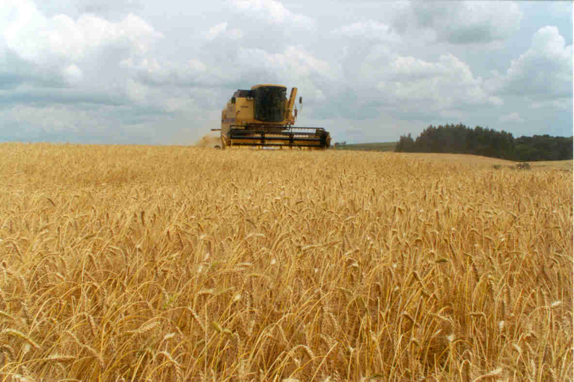 Ante el faltante de cereales originado por la guerra entre Ucrania y Rusia, la Unión Europea analiza eliminar las restricciones hacía las importaciones argentinas.