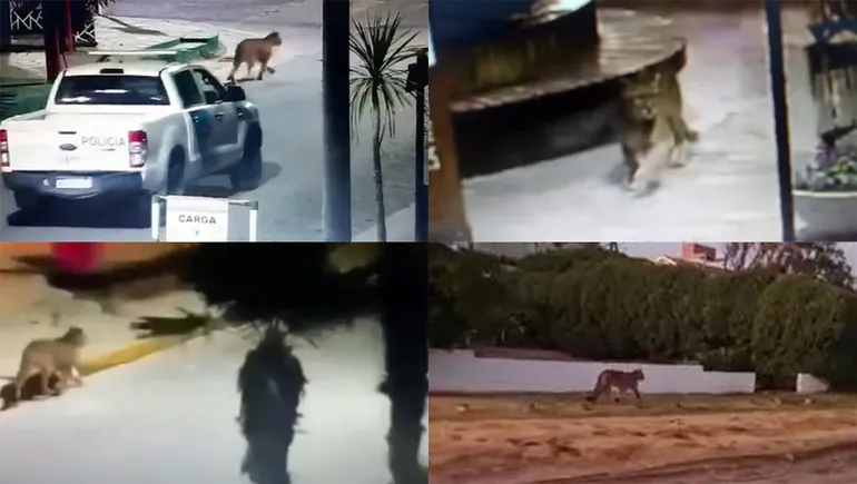 Los pumas fueron vistos en la localidad de Villa Gesell el pasado jueves.