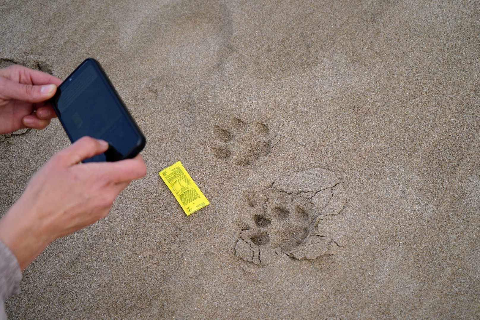 Los vecinos de Villa Gesell encontraron rastros del puma suelto en la zona de playa de la ciudad.