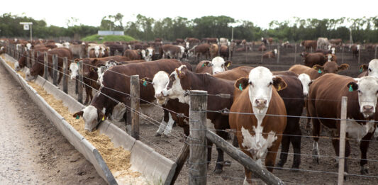 Sergio Massa habilitó una inversión de $15 millones para impulsar la producción de carne.