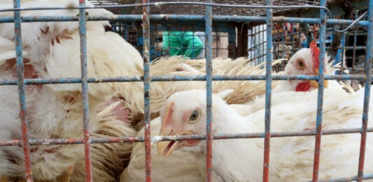 El Senasa calcula que son alrededor de 660.000 las gallinas muertas o sacrificadas por la epidemia de gripe aviar.