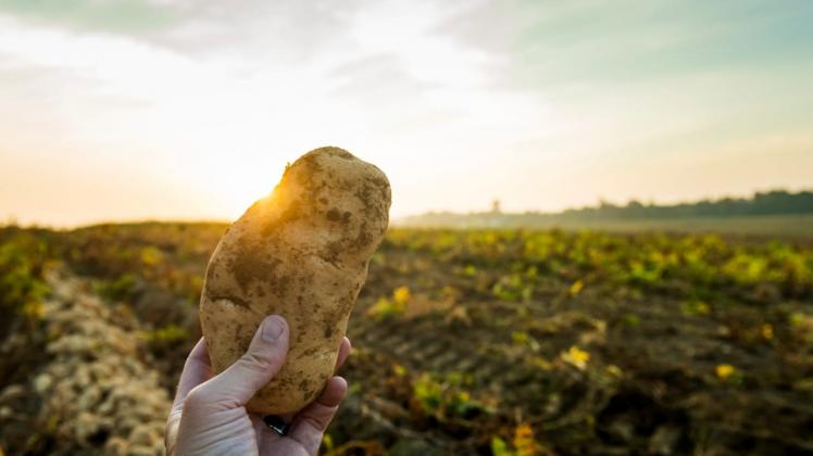 El municipio de Balcarce es el mayor productor de papas de Argentina.