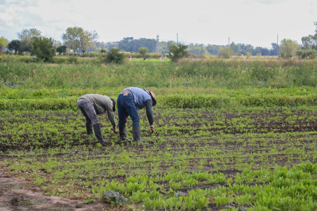 La secretaría de Agricultura de la Nación estableció los requisitos para acceder al programa de incremento exportador.