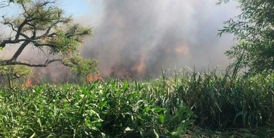 Luego de extensas jornadas de trabajo, bomberos aseguraron que el incendio en Punta Lara está controlado “casi en su totalidad”.