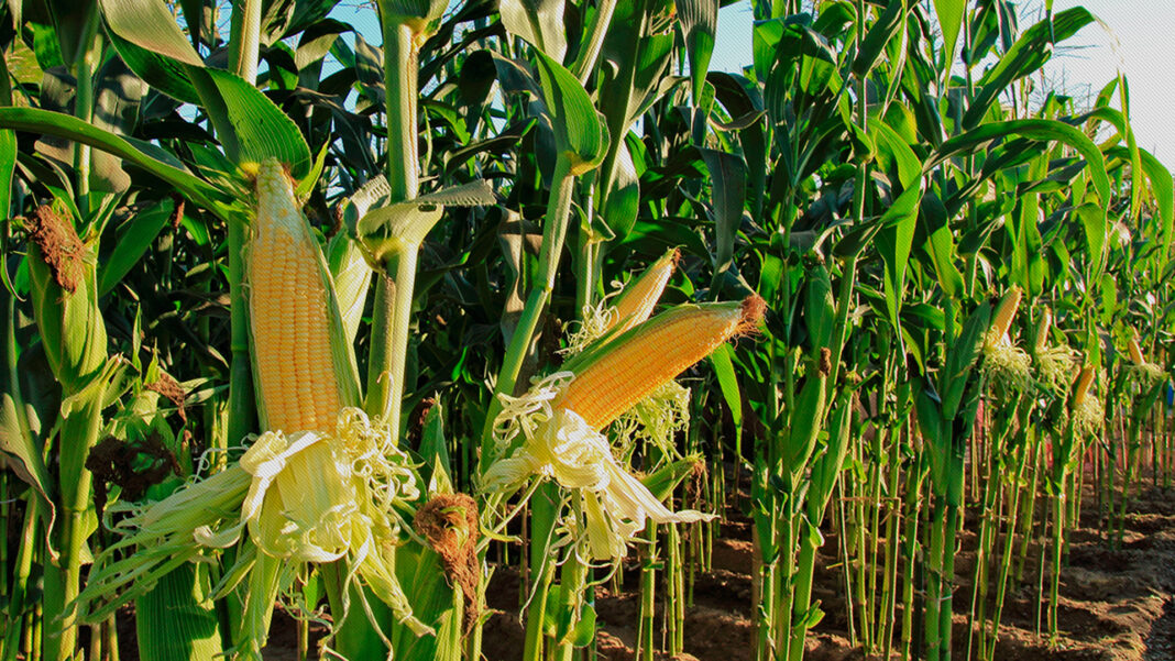 Los productores de maíz comercializaron más de 493.000 toneladas de maíz en la segunda semana del dólar agro.