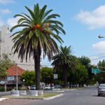 Elecciones 2023: cuáles son los candidatos a intendente de Trenque Lauquen En estas PASO habrá 7 candidatos a intendente de Trenque Lauquen. Conocelos uno por uno.