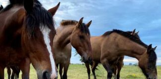 SENASA informó una suba en los casos de encefalomielitis equina. De qué se trata y dónde se detectaron.