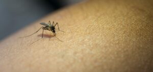 La diputada bonaerense, Maricel Etchecoin, elevó un pedido de informes para que el Gobierno provincial de explicaciones por el aumento de casos de dengue.