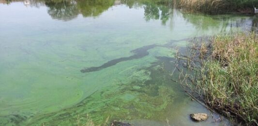 Los senadores bonaerenses de la UCR, Eugenia Gil y Alejandro Cellillo, solicitaron informes al gobierno de Axel Kicillof por la presencia de cianobacterias en la cuenca del río Salado.