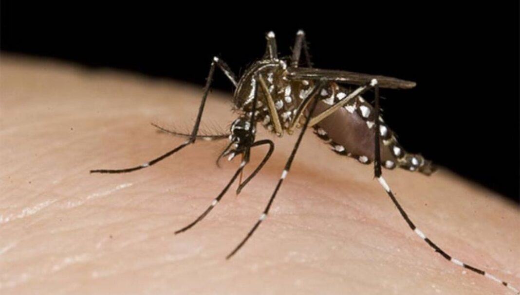 Desde el ministerio de Salud de la Nación, confirmaron cinco muertes en Córdoba, San Luis y Santa fe y se agravan los casos de dengue