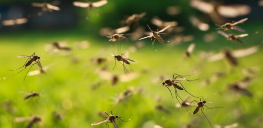 El Ministerio de Salud de la Nación emitió el Boletín Epidemiológico sobre los casos de dengue.