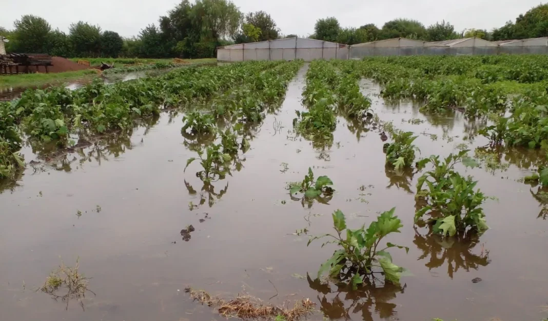 Pequeños productores agrícolas de La Plata y la región cortarán un acceso clave para reclamar asistencia tras el temporal.