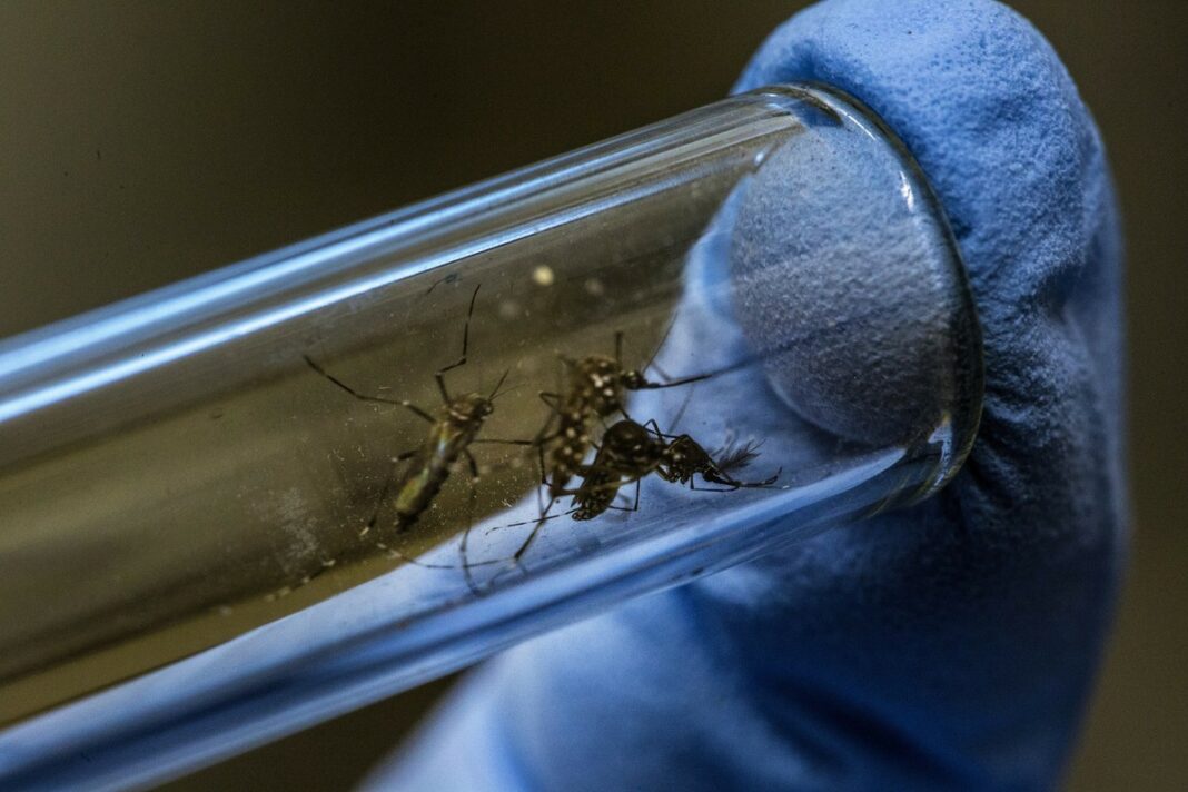 El Ministerio de Salud de la Nación informó que bajaron los casos de dengue en casi todas las provincias del país.