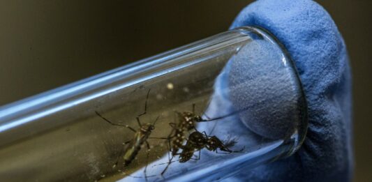 El Ministerio de Salud de la Nación informó que bajaron los casos de dengue en casi todas las provincias del país.
