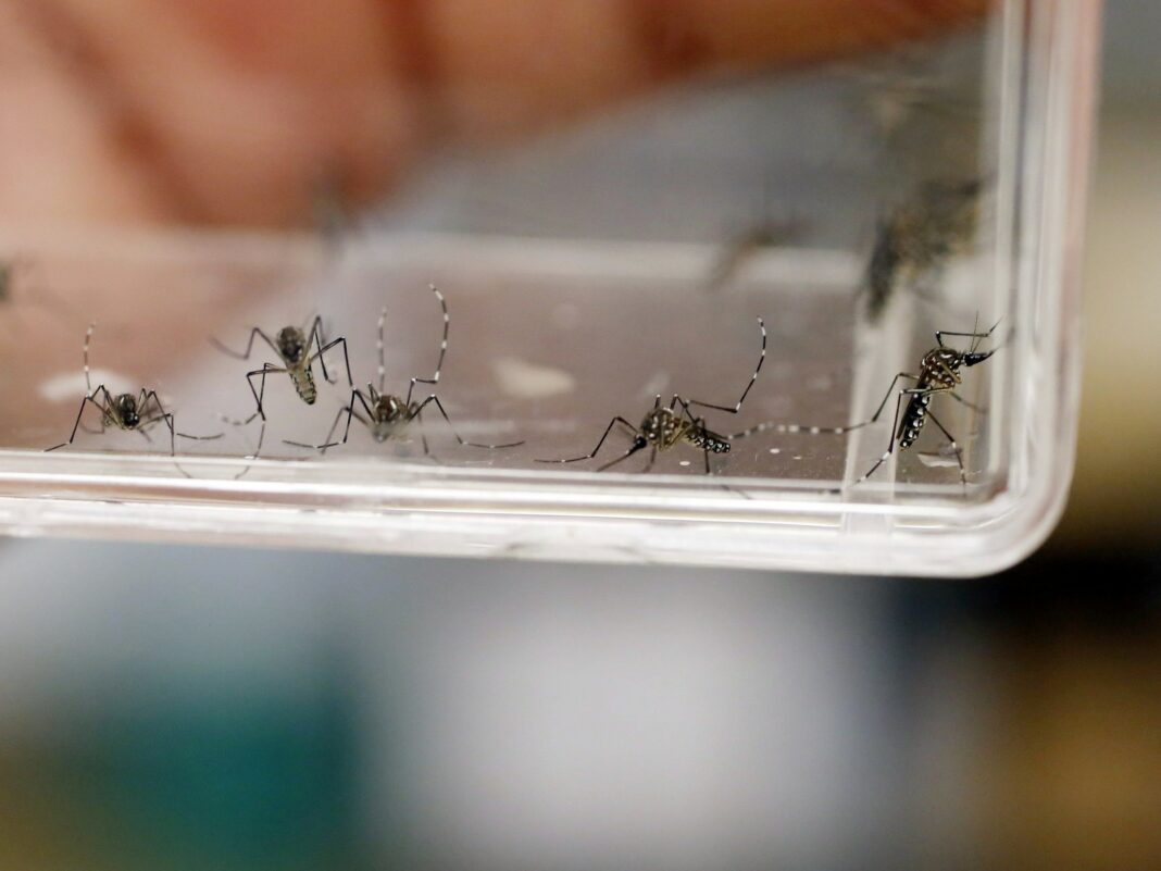 El Gobierno informó que en la última semana se registraron más de 50 mil casos de dengue.