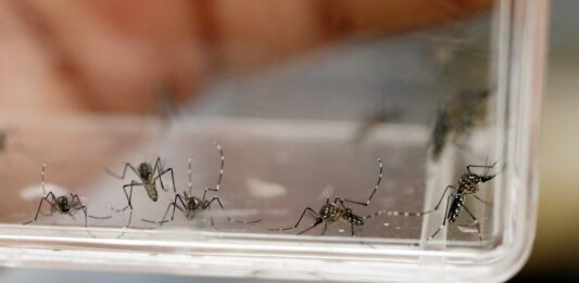 El Gobierno informó que en la última semana se registraron más de 50 mil casos de dengue.