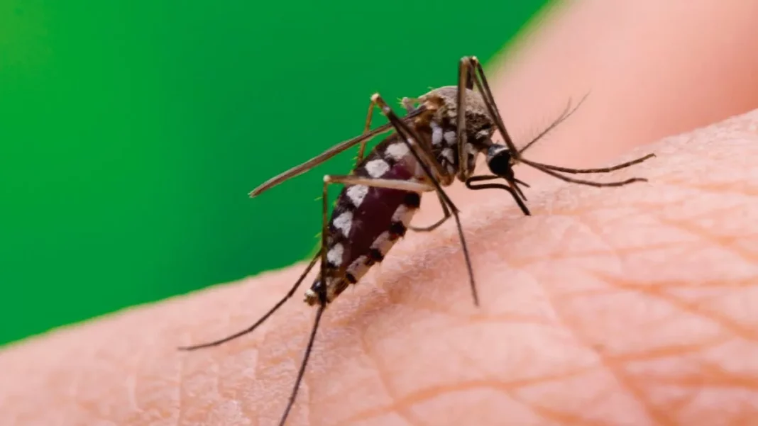 El ministerio de Salud bonaerense, a cargo de Nicolás Kreplak, informó que en la última semana se registraron más de 78 mil casos de dengue en la provincia de Buenos Aires.