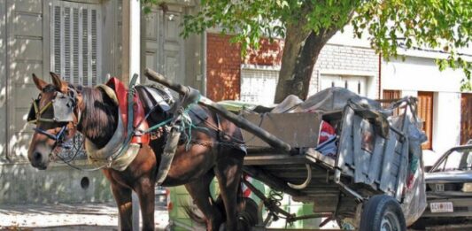 El diputado bonaerense del PRO, Martiniano Molina, reflotó un proyecto de su autoría para prohibir los vehículos de tracción a sangre animal.