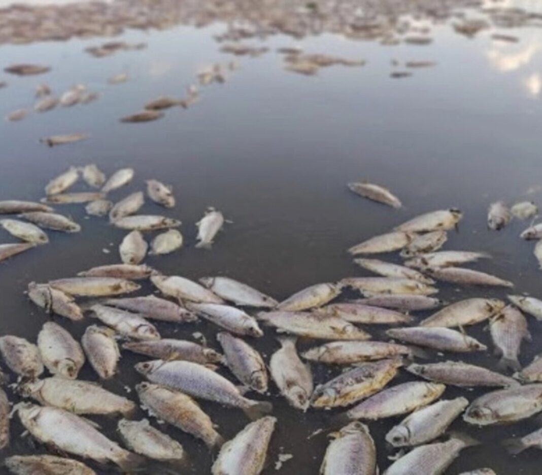 La diputada lilita, Romina Braga, presentó un proyecto para que la Legislatura declare su preocupación por la ola de peces muertos en Carmen y San Antonio de Areco.