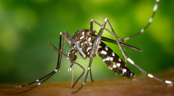 "Tapá, lavá, girá, tirá": la campaña de Kreplak para prevenir la gestación del dengue.