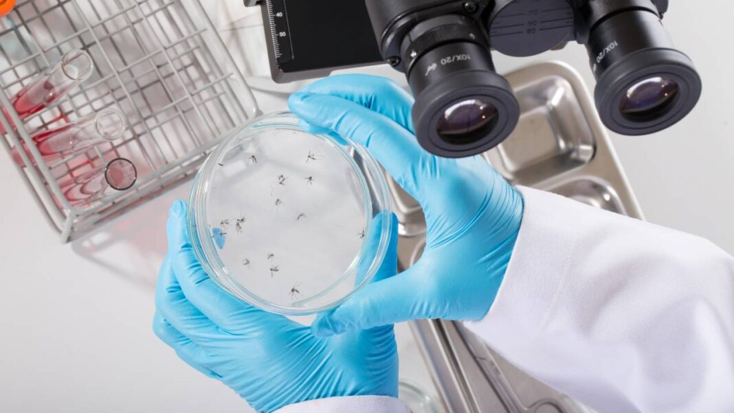 Investigadores de la UNLP informaron que las mutaciones genéticas del dengue es resistente a las fumigaciones del AMBA.