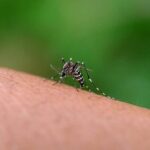 Salud reconoció que detectaron seis casos autóctonos de dengue en el AMBA El Ministerio de Salud de la Nació informó que se detectaron los primeros casos autóctonos de dengue en el AMBA.