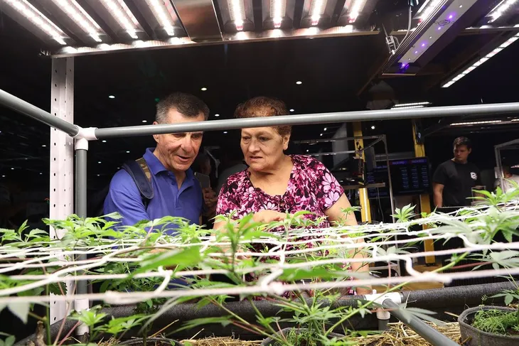 Especialistas y productores del sector cannabico advierten que los retrocesos en materia de políticas para el cultivo y la venta perjudican a los consumidores.