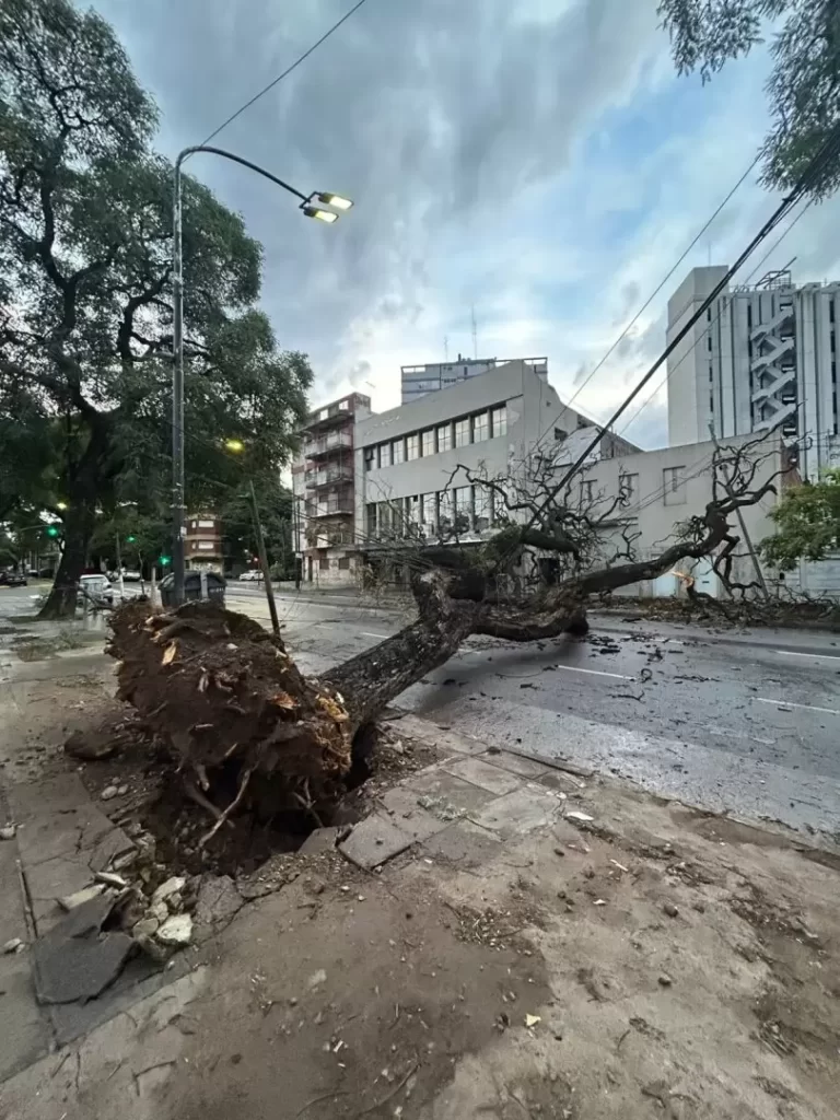 Temporal en el AMBA: Producto del fuerte viento, muchos arboles cayeron sobre el tendido eléctrico en varias localidades lo que complica la circulación y el restablecimiento del servicio.
