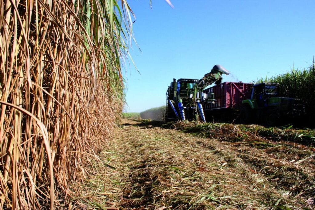 Exportaciones: el trigo, la soja y la carne vacuna aparecen como los productos con mejores perspectivas.