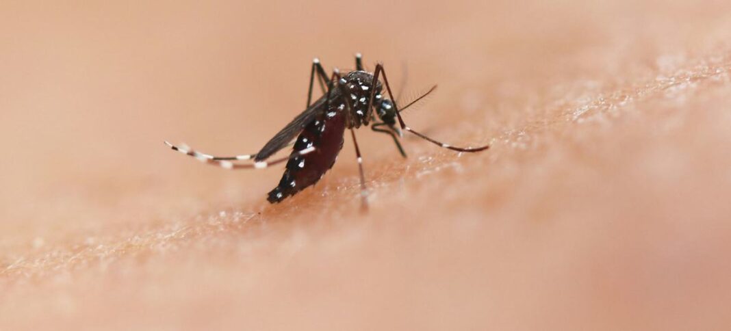 La provincia de Buenos Aires y los municipios se preparan para prevenir el dengue sin el respaldo ni la financiación de Nación.