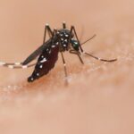 Nación capacitará a las provincias y municipios en prevención del dengue, pero no aportará fondos económicos La provincia de Buenos Aires y los municipios se preparan para prevenir el dengue sin el respaldo ni la financiación de Nación.