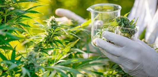 El Gobierno bonaerense presentó un programa para el acceso y acompañamiento de quienes utilizan cannabis medicinal, luego de la eliminación del Reprocann a nivel nacional.