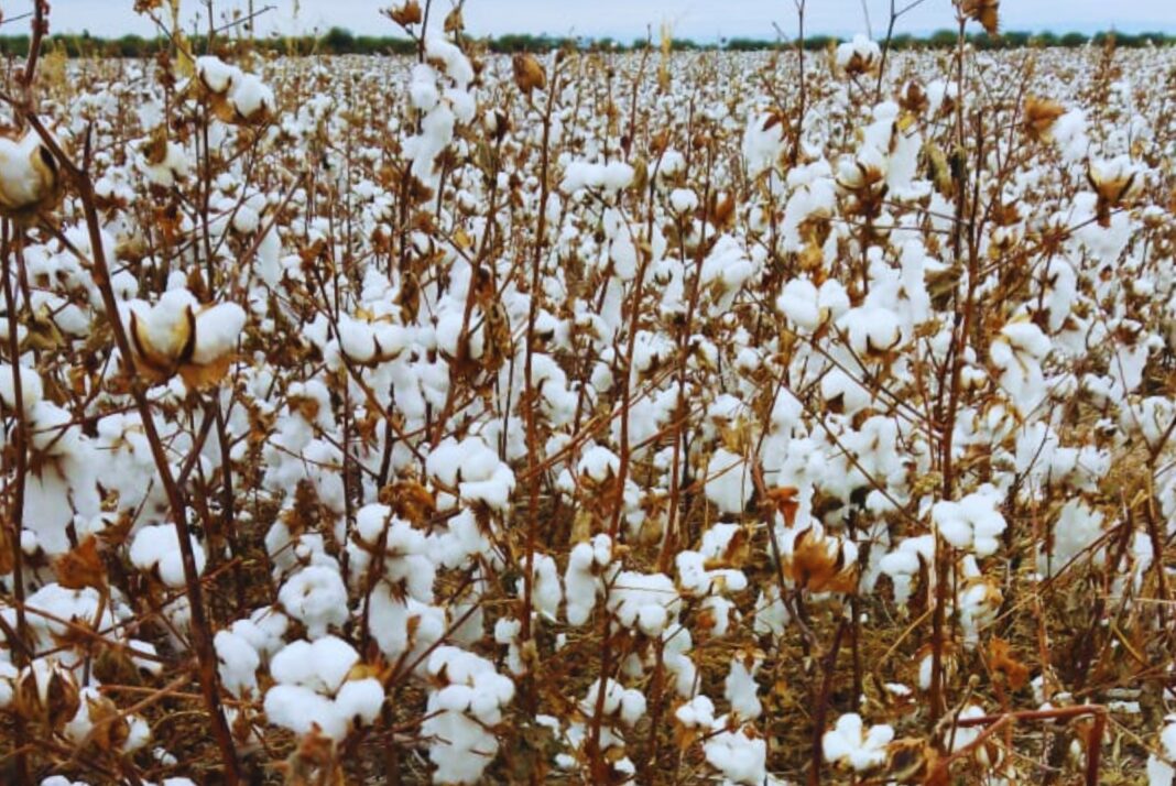 La Coninagro publicó el Semáforo de Economías Regionales de enero con números desoladores para seis actividades agropecuarias.