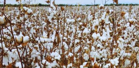 La Coninagro publicó el Semáforo de Economías Regionales de enero con números desoladores para seis actividades agropecuarias.