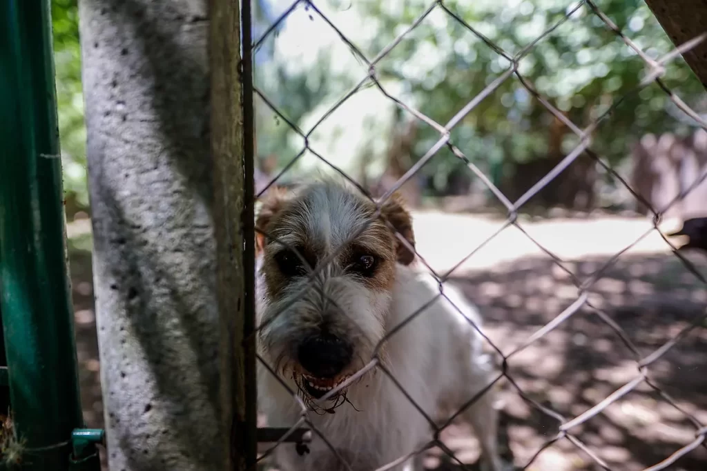La diputada del PRO insiste en que la sociedad debe tomar conciencia de la necesidad de proteger a los animales y erradicar estas mutilaciones.