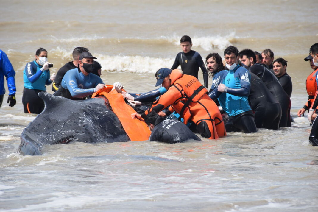 El senador, Ariel Bordaisco, presentó un proyecto de ley que busca proteger a los mamíferos marinos en las costas bonaerenses.