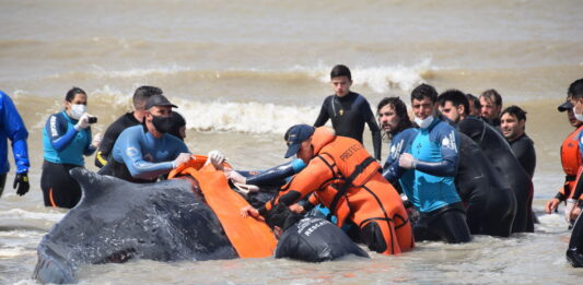 El senador, Ariel Bordaisco, presentó un proyecto de ley que busca proteger a los mamíferos marinos en las costas bonaerenses.