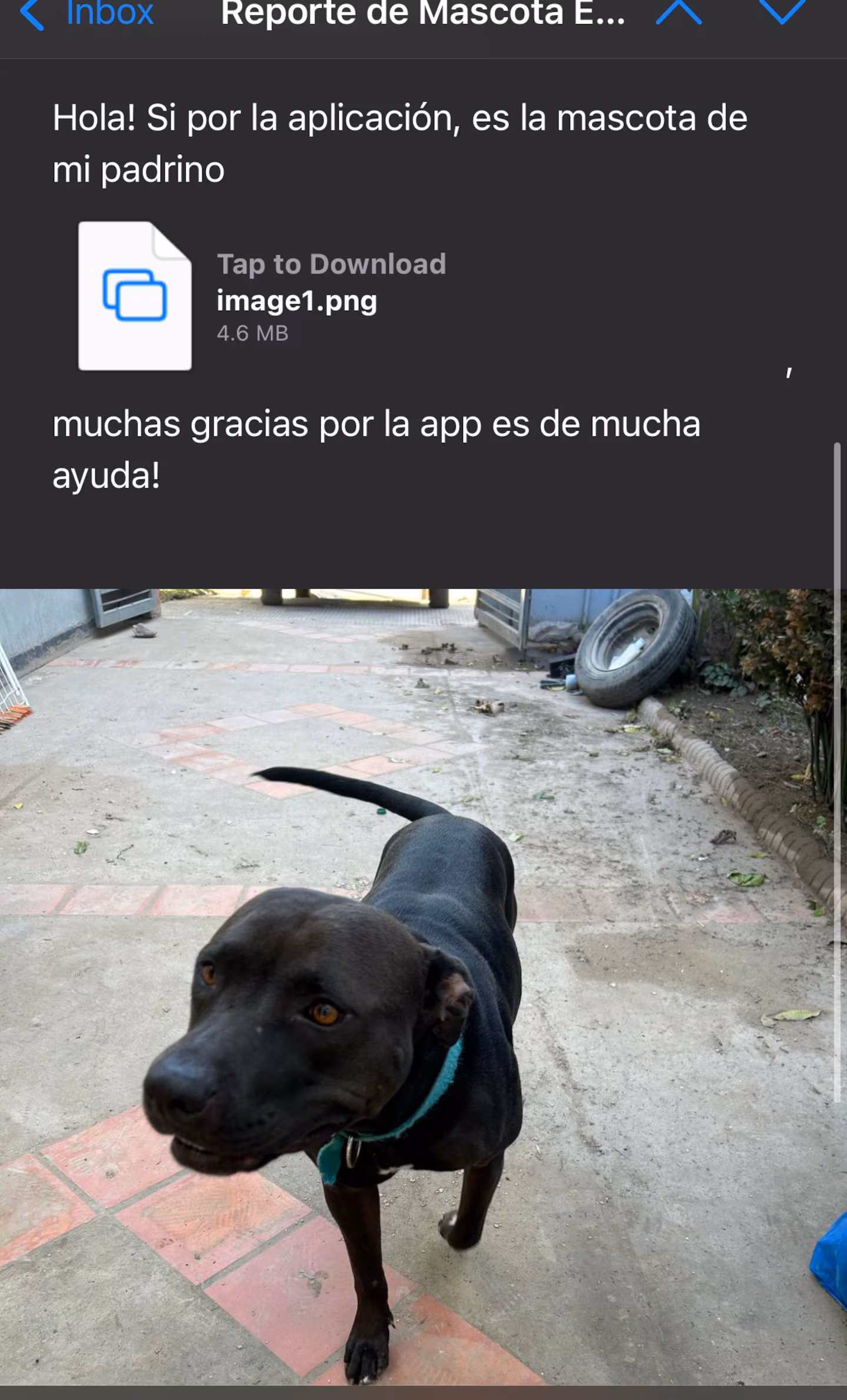 Las aplicaciones de los tres programadores sirvieron para que las familias de Bahía Blanca se reúnan con sus mascotas perdidas.