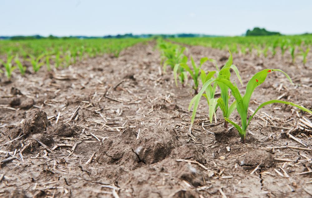 La Provincia declaró la emergencia agropecuaria en Puán, Tornquist y Villarino por el impacto de la sequía en 2023 y 2024.