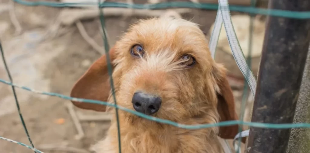 Díaz busca crear Unidades Fiscales Especializadas en Ambiente, Maltrato y Crueldad Animal dentro del Ministerio Público bonaerense.