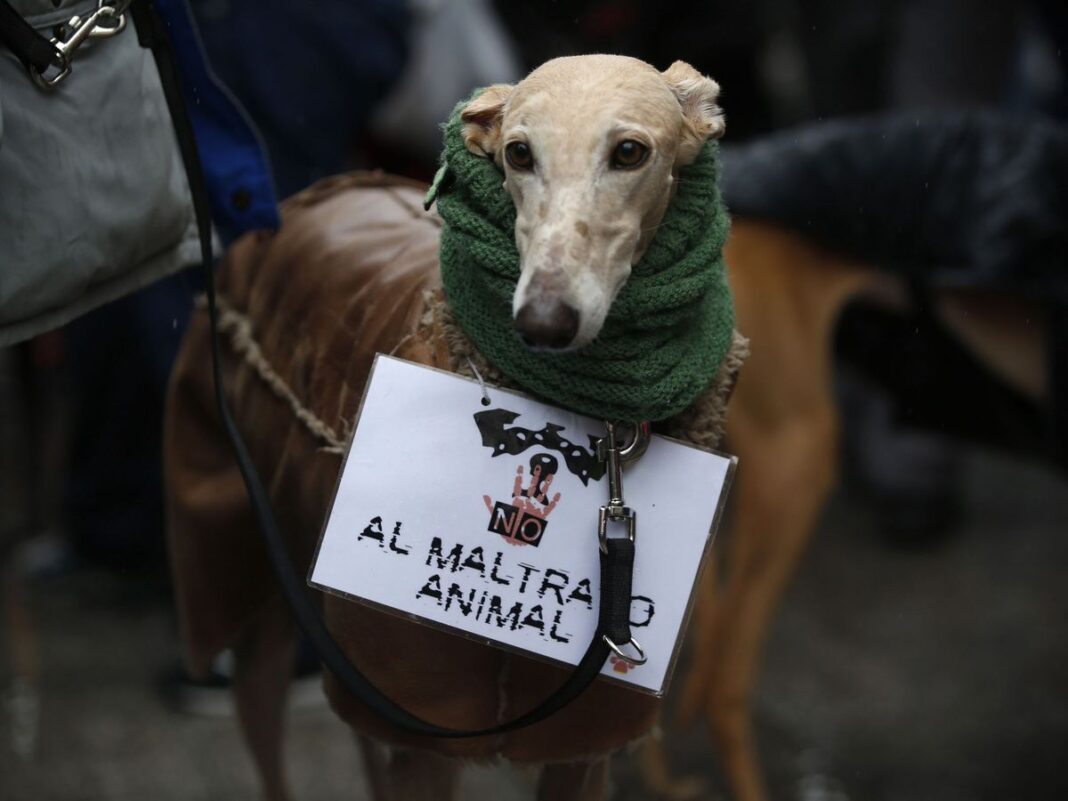 Avanza una nueva ley de protección animal en la Legislatura bonaerense.