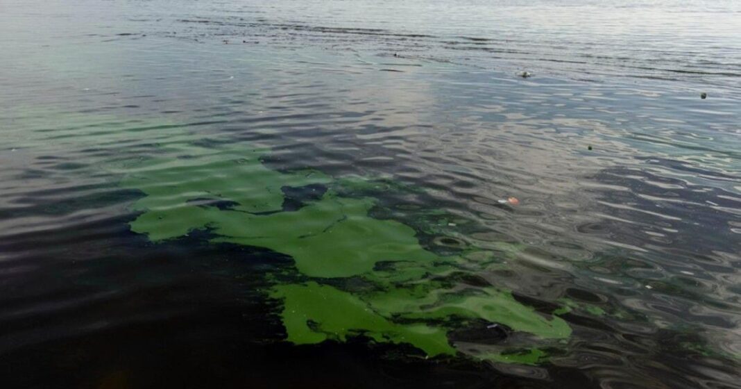 La diputada, Sabrina Sabat, expresó su “profunda preocupación” por la proliferación de cianobacterias en distintos cuerpos de agua de la provincia.