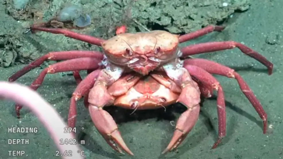 Una de las especies filmadas en tiempo real a través de la expedición que científicos del CONICET llevan a cabo en Mar Argentino.